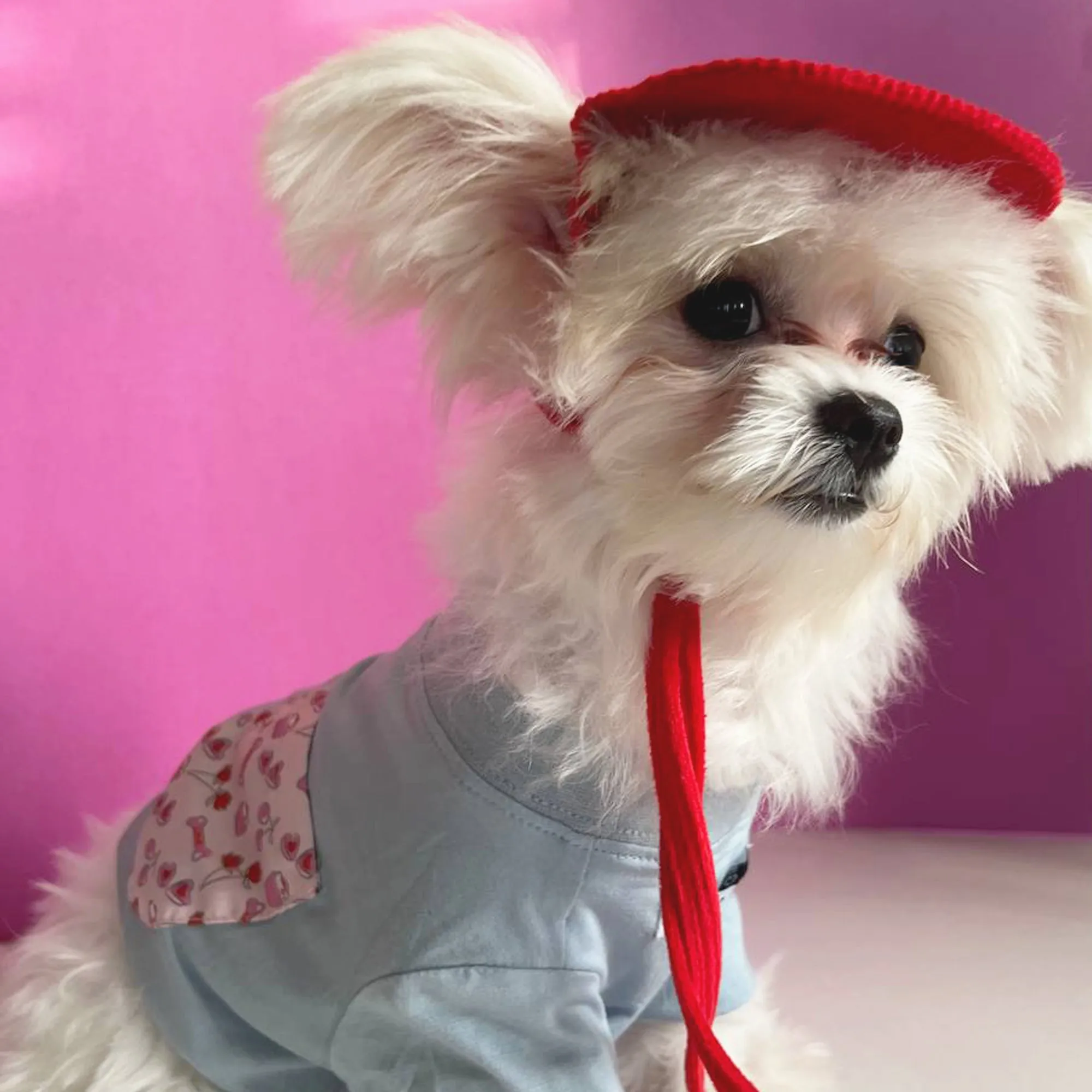 Barker At Heart Pet Shirt | Pet Apparel | Toy Doggie Brand