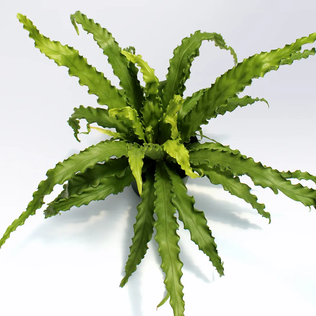 Bird's Nest Fern | 6-Inch Container