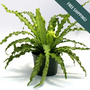 Bird's Nest Fern | 6-Inch Container