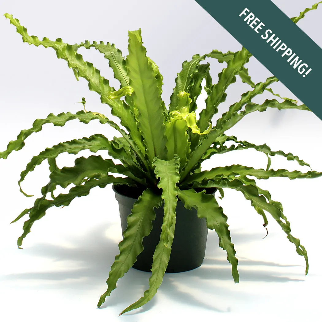 Bird's Nest Fern | 6-Inch Container