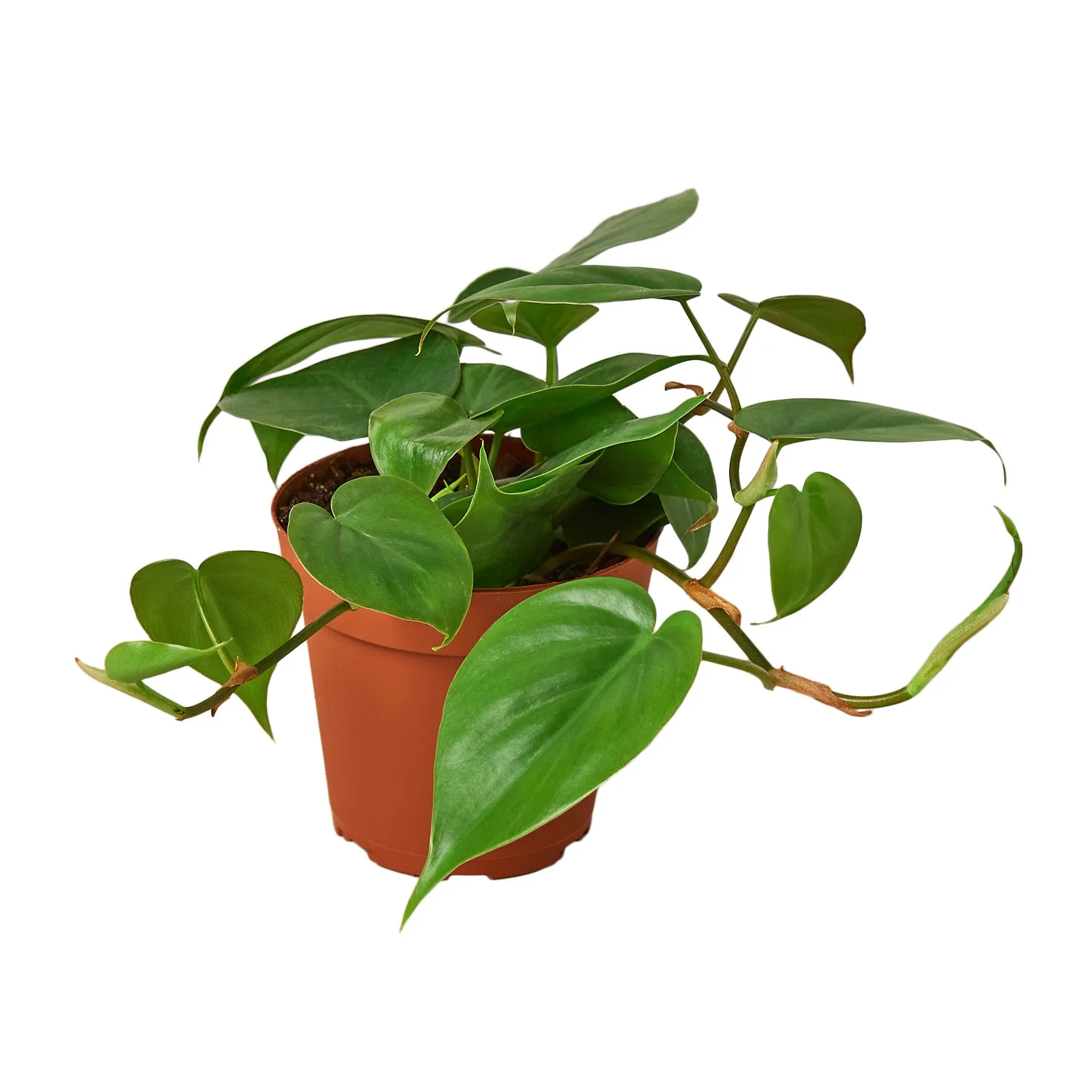 CORDATUM-GREEN
