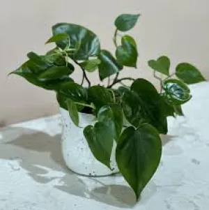 CORDATUM-GREEN