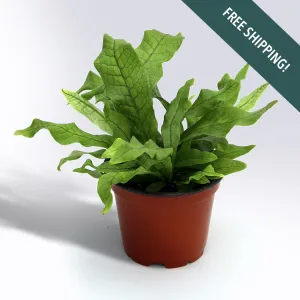 Crocodile Fern | 4-Inch Container