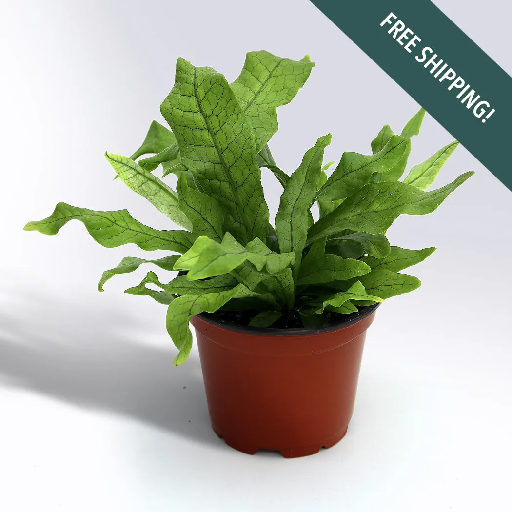 Crocodile Fern | 4-Inch Container