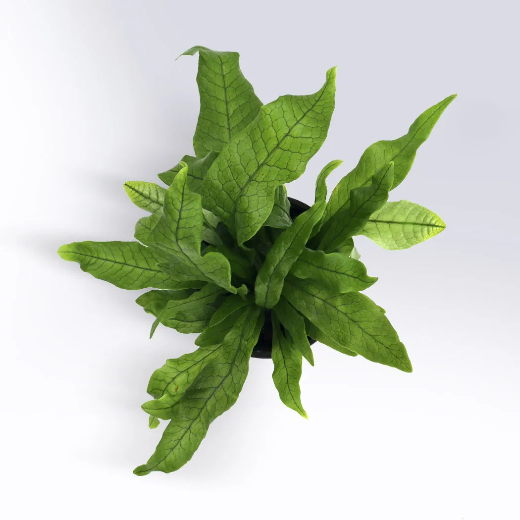 Crocodile Fern | 4-Inch Container