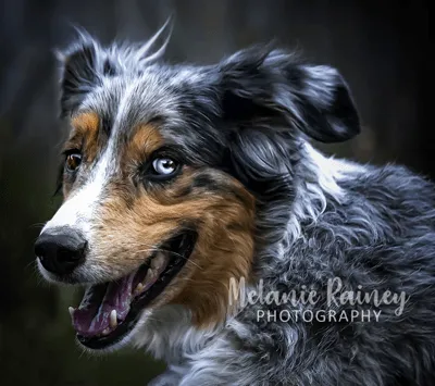 Fur Babies Photoshop Actions