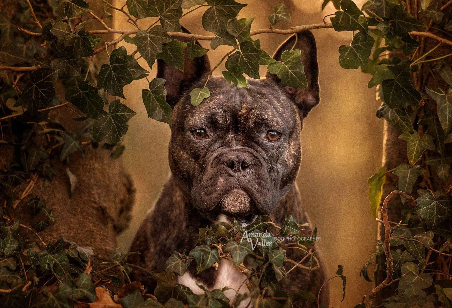 Fur Babies Photoshop Actions
