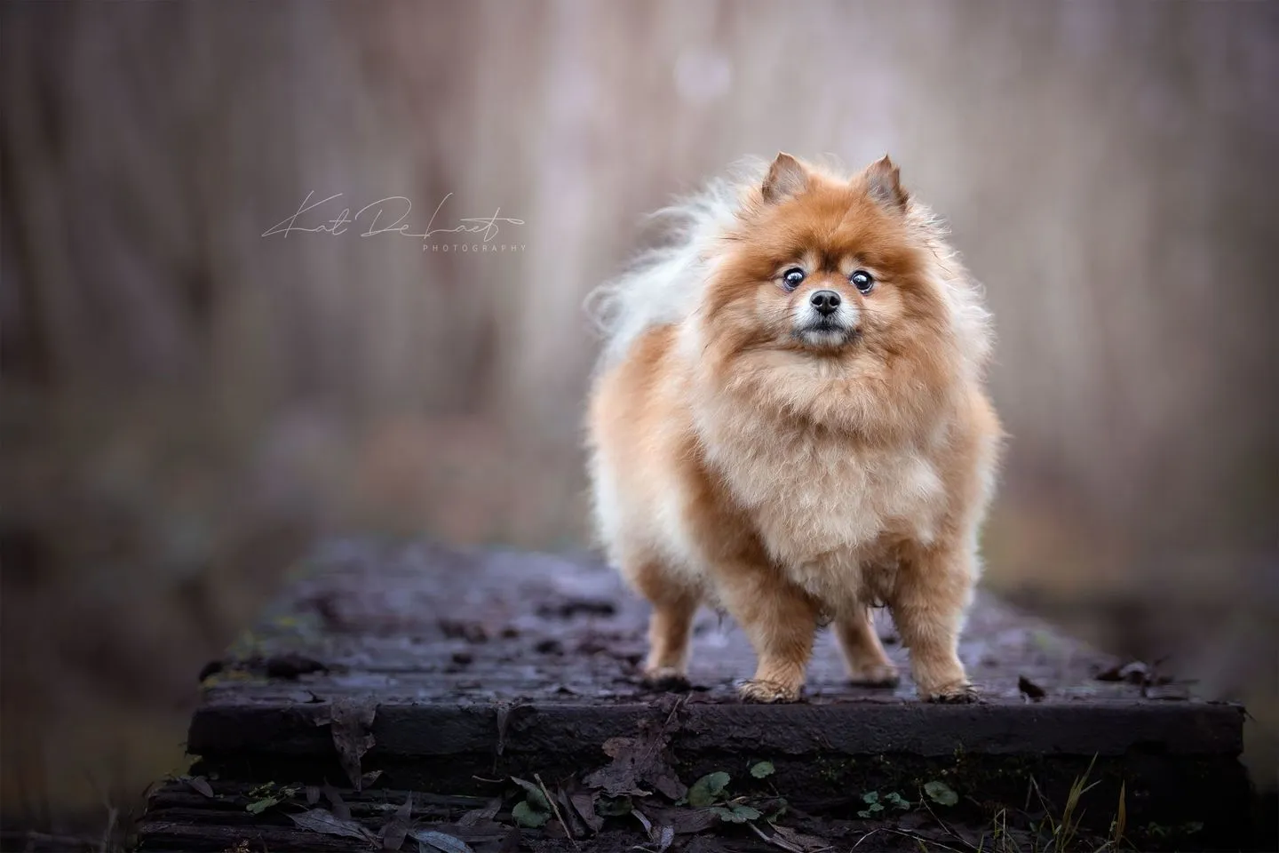 Fur Babies Photoshop Actions