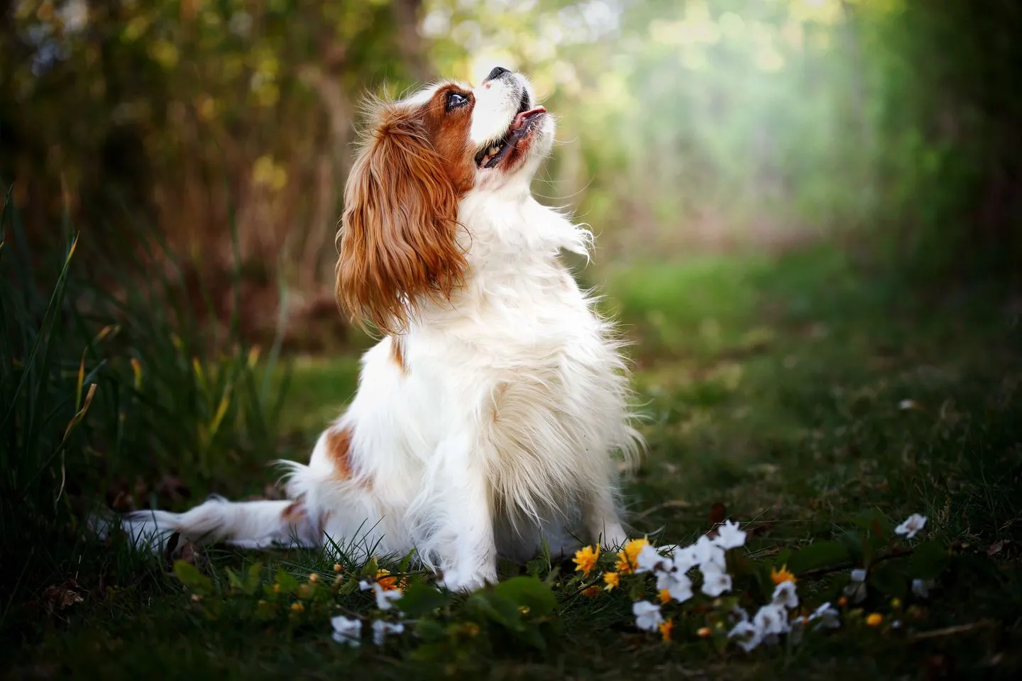 Fur Babies Photoshop Actions