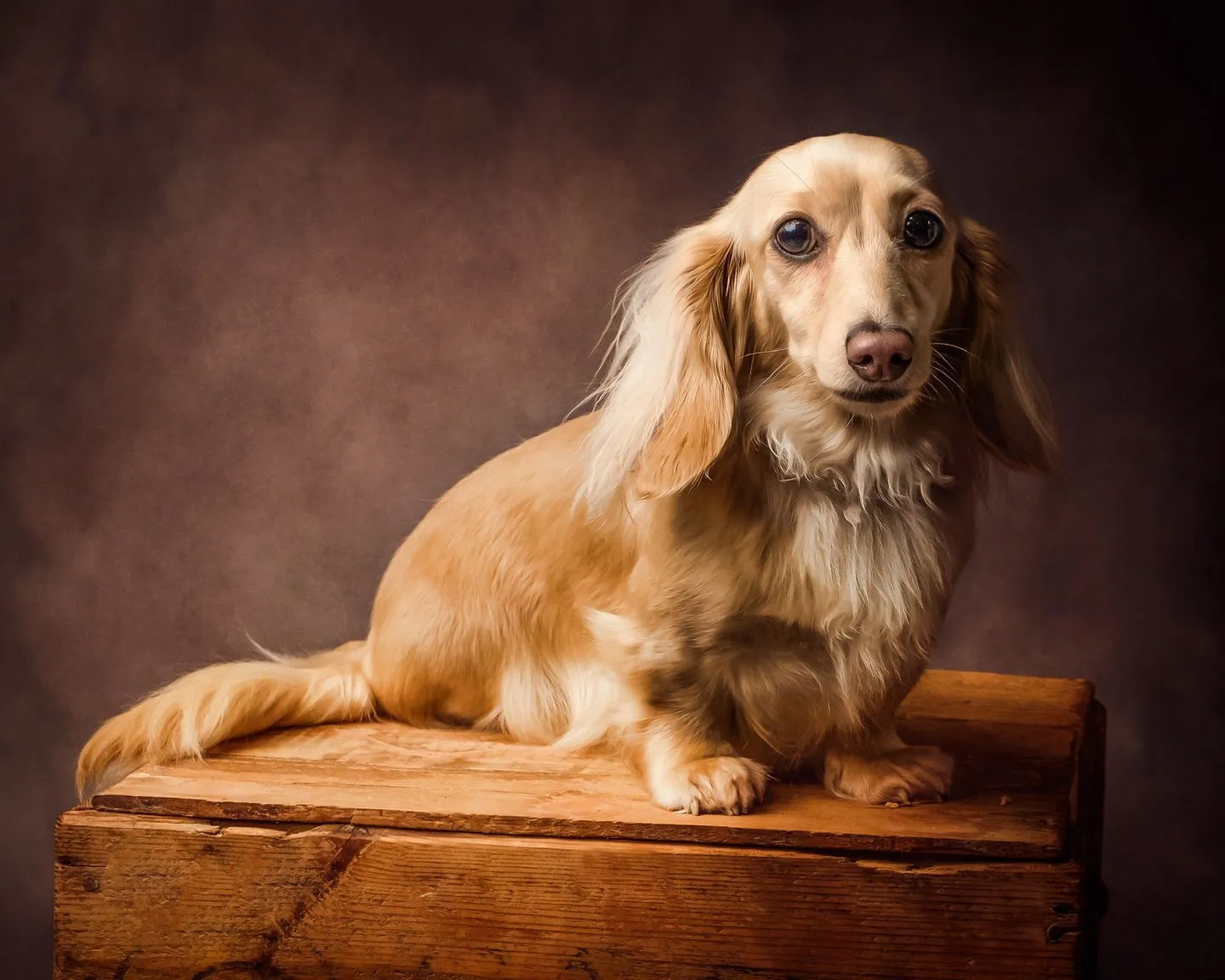 Fur Babies Photoshop Actions