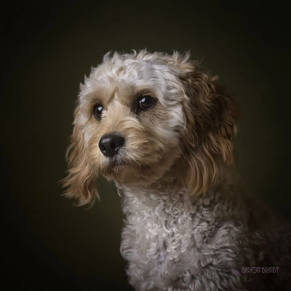 Fur Babies Photoshop Actions