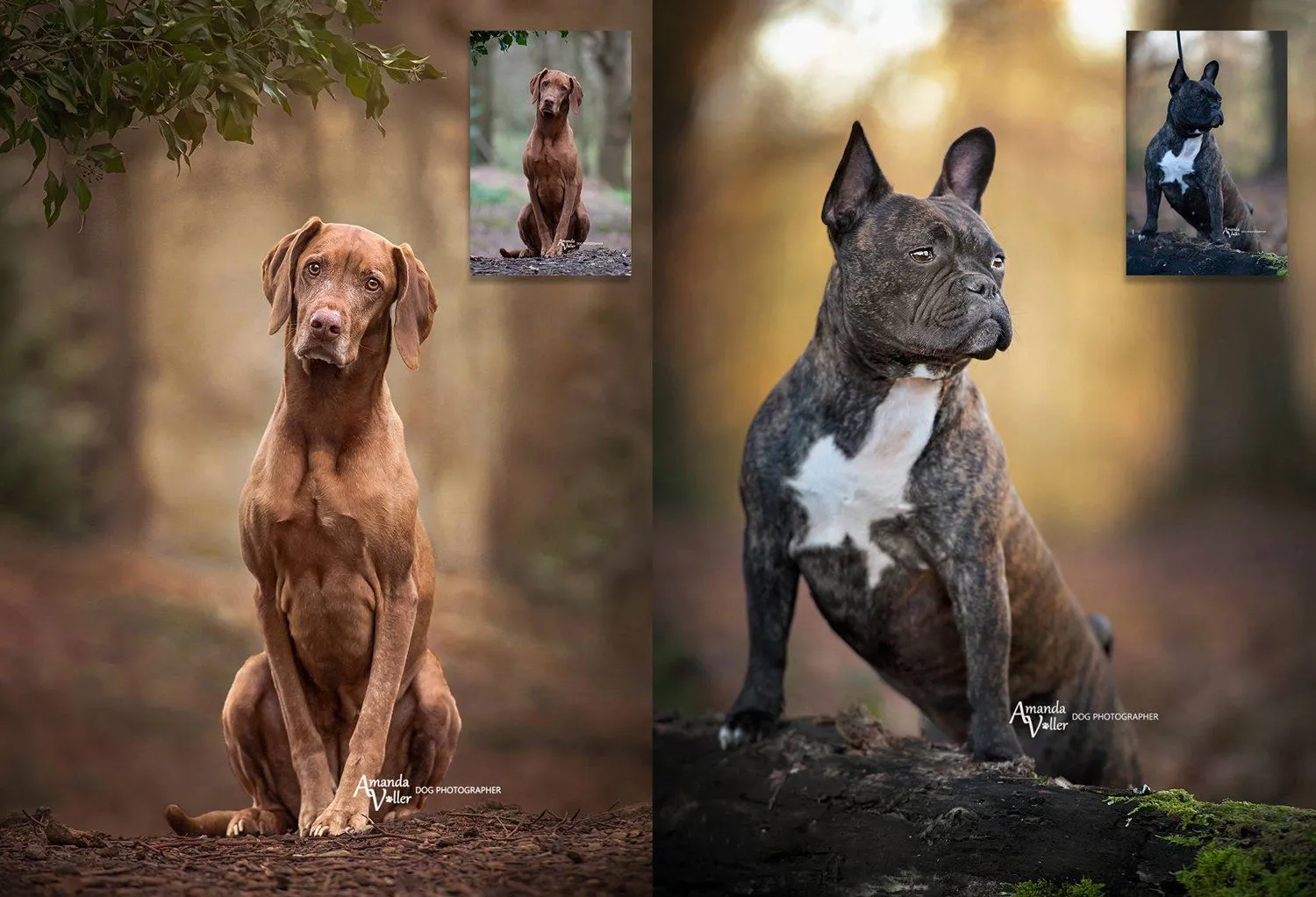 Fur Babies Photoshop Actions