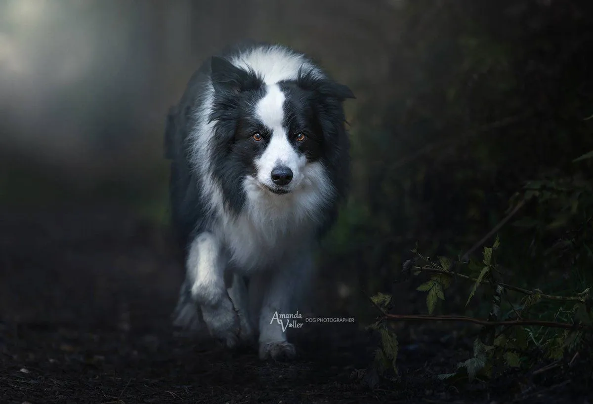 Fur Babies Photoshop Actions