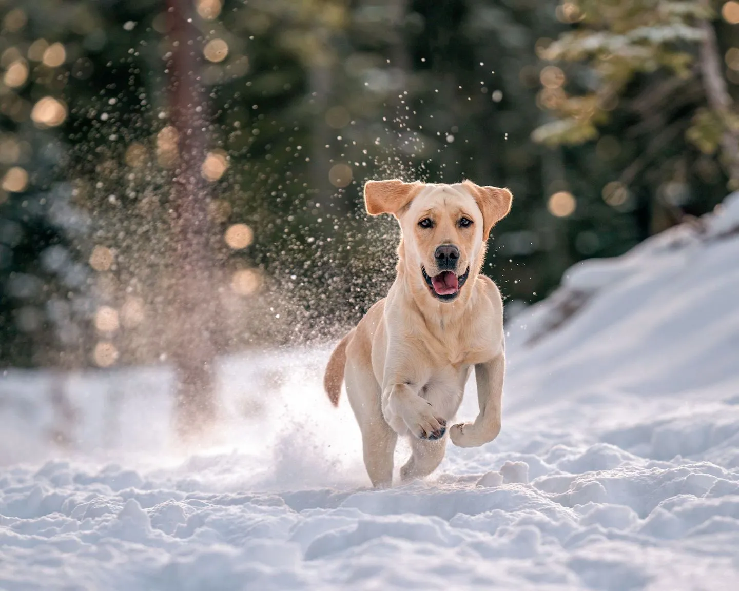 Fur Babies Photoshop Actions