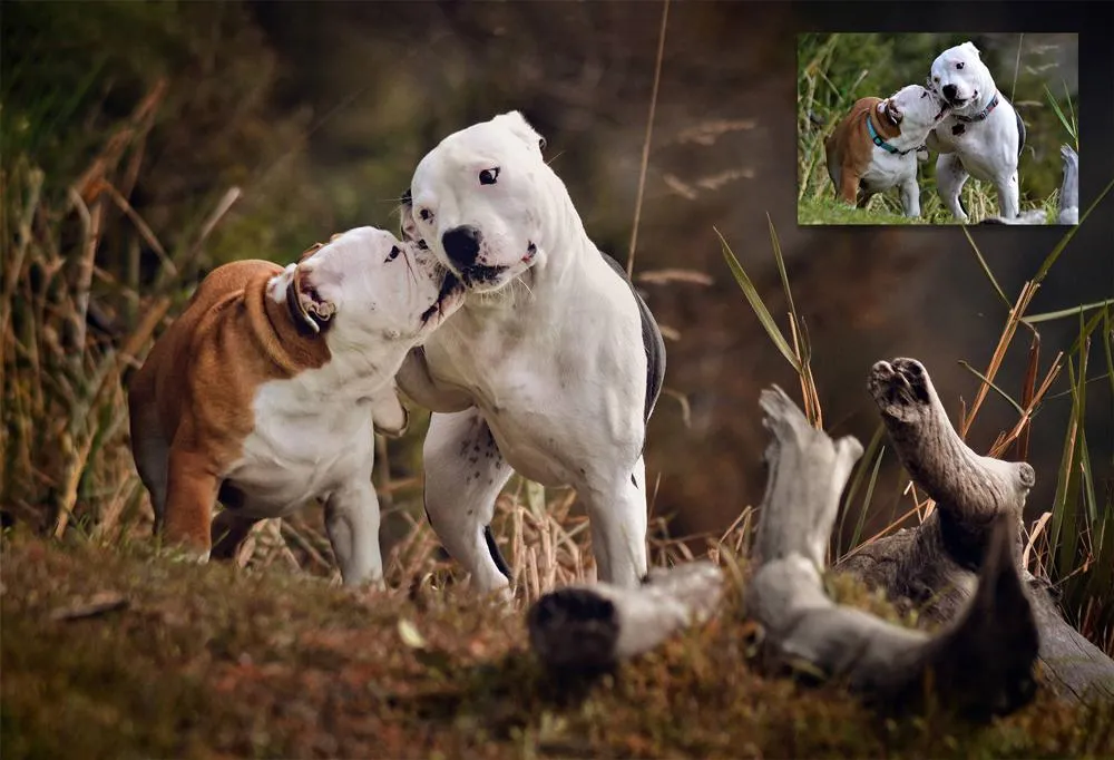 Fur Babies Photoshop Actions