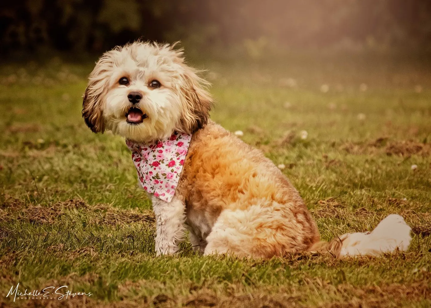 Fur Babies Photoshop Actions