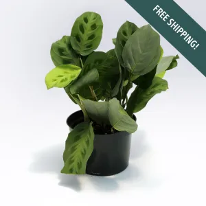 Green Prayer Plant (Maranta Kerchoveana) | 6-Inch Container
