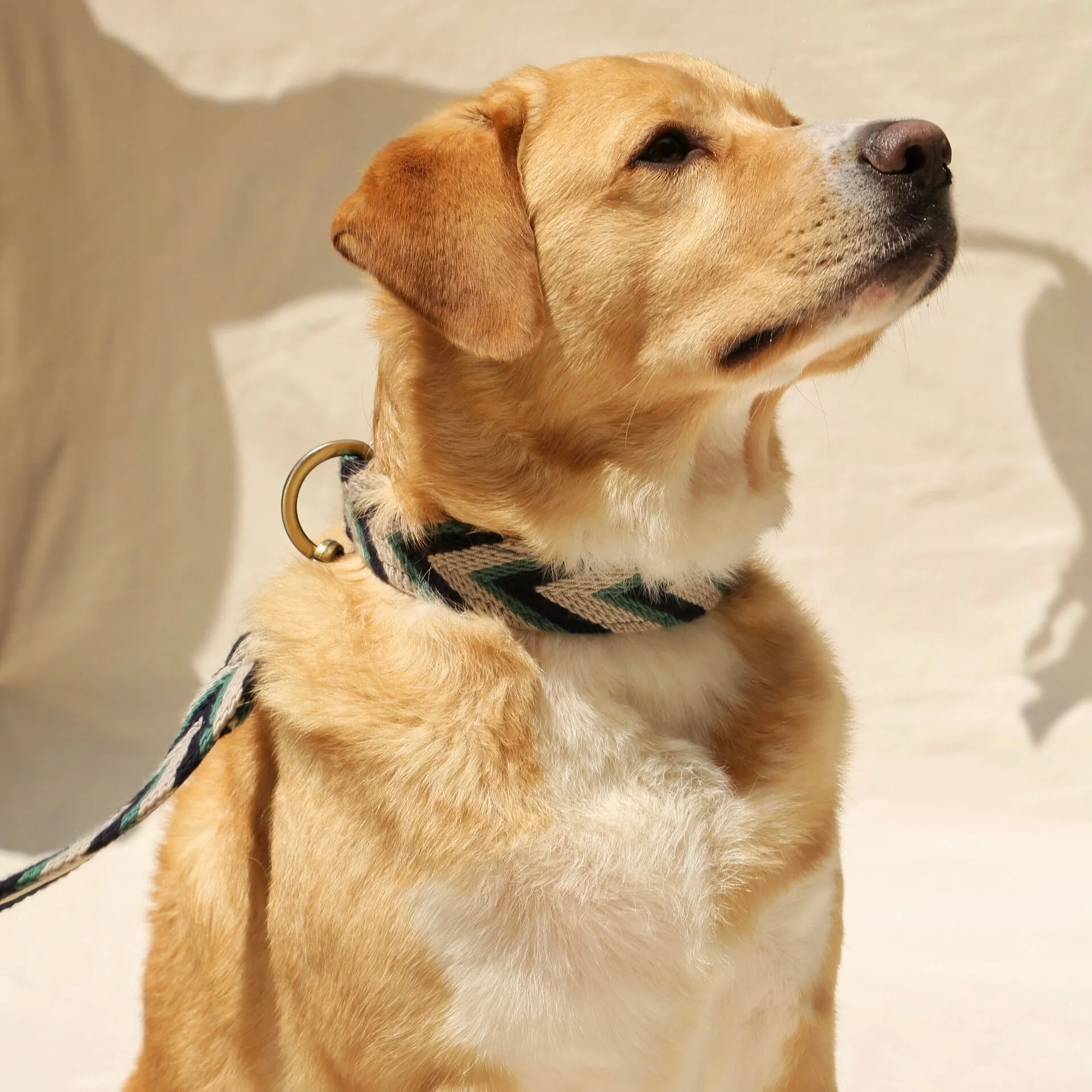 Marino Set - Collar & Leash