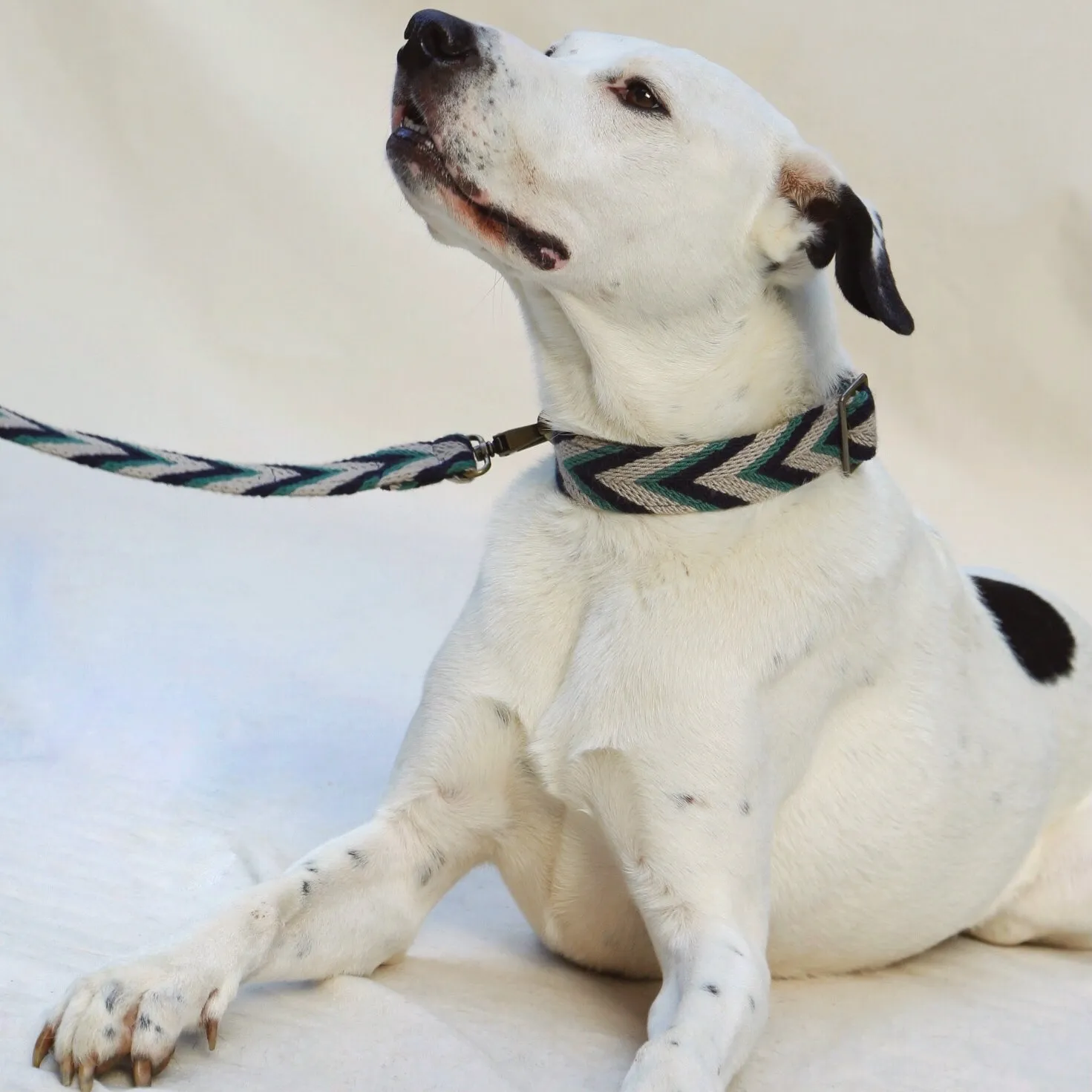 Marino Set - Collar & Leash
