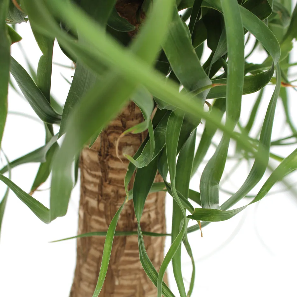 Ponytail Palm Tree | 6-Inch Container