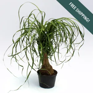 Ponytail Palm Tree | 6-Inch Container