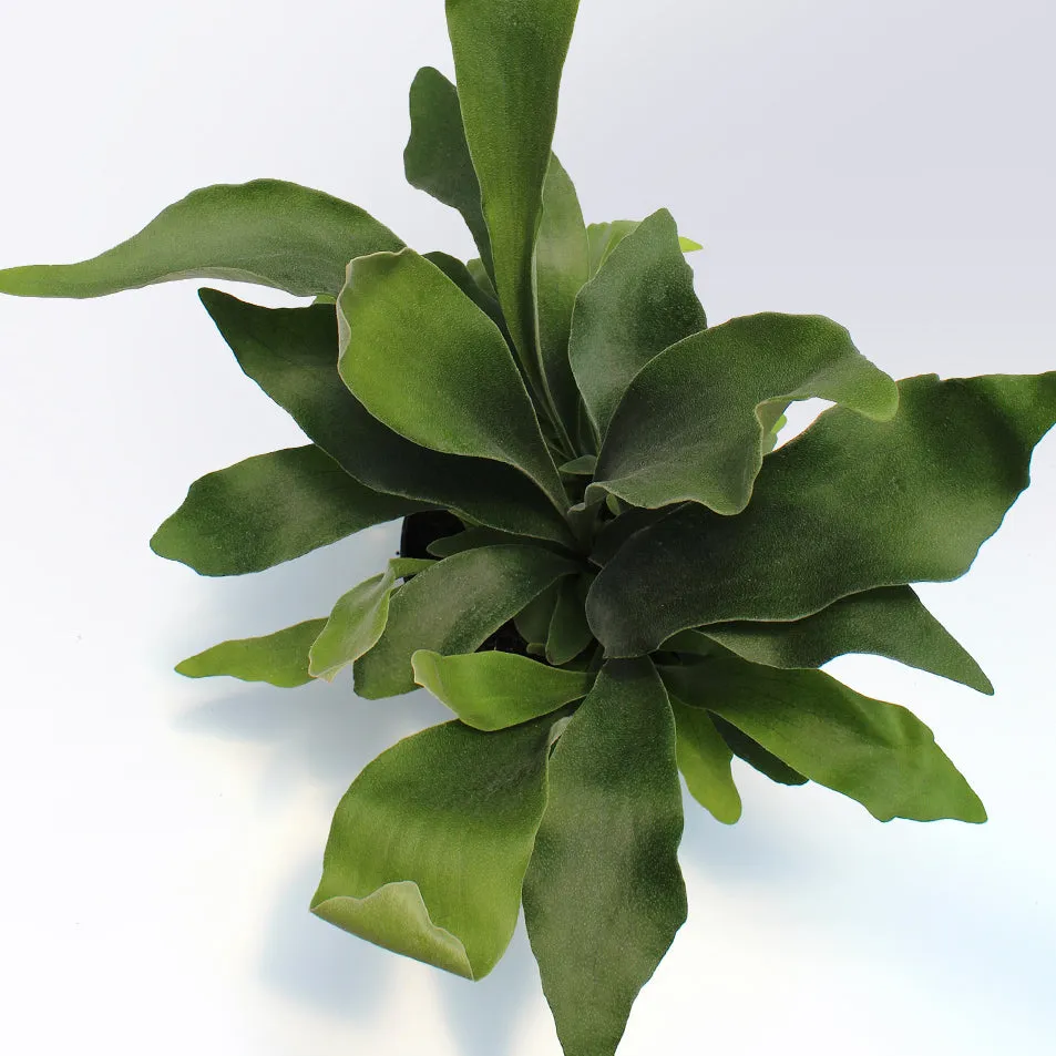 Staghorn Fern | 6-Inch Container