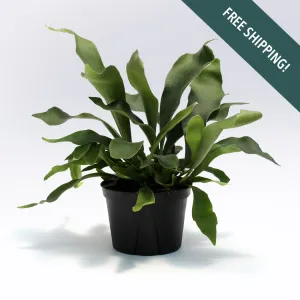 Staghorn Fern | 6-Inch Container
