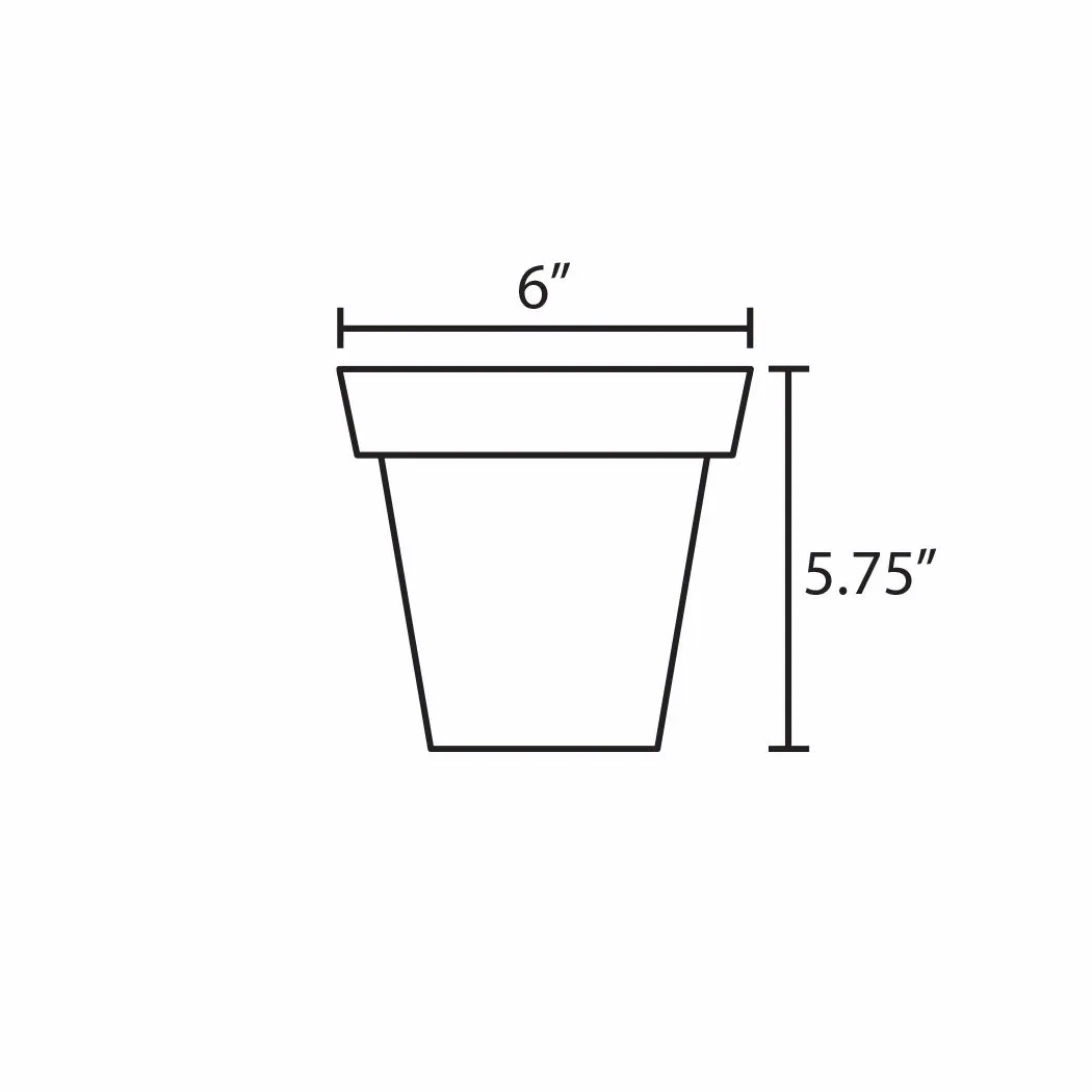 Staghorn Fern | 6-Inch Container