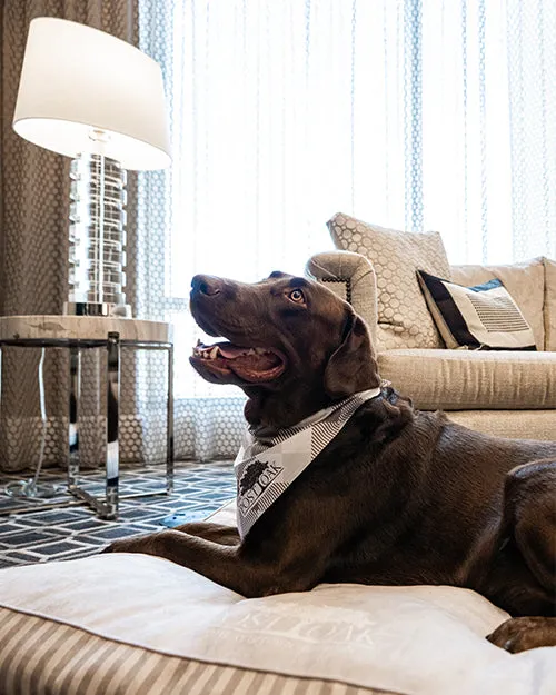 THE POST OAK | Pet Set