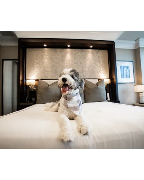 THE POST OAK | Pet Set
